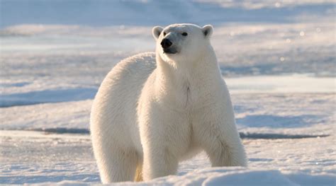 Polar bears primarily eat seals. Polar bears often rest silently at a seal's breathing hole in ...