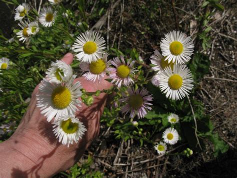 Erigeron Annuus Tall Fleabane Bath Royal Literary And Scientific