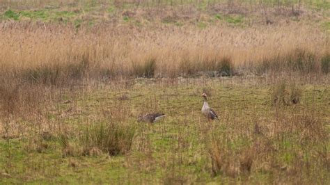 2024 YWT North Cave Wetlands Flickr