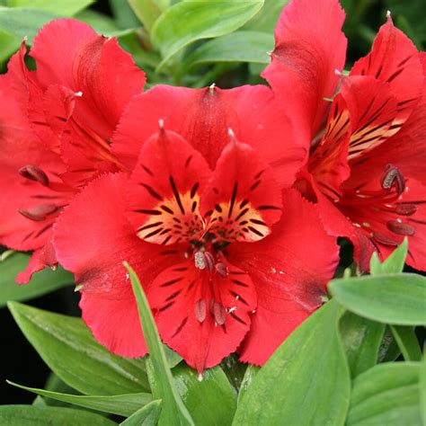 Alstroemeria Kate Peruvian Lily 6 Pot Hello Hello Plants