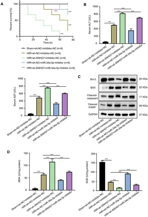 MiR 34a 5p Inhibitor Reverses The Effects Of SNHG7 A The Survival Time