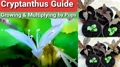 Cryptanthus Earth Star Flower Pups Propagation Care Guide Youtube