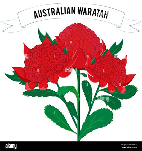 Capturing The Beauty Of The Bush A Guide To Australian Native Flower