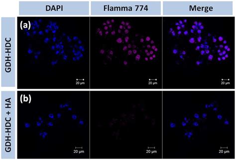 Cell Uptake Analysis By Confocal Microscopy A Cd Receptor Mediated