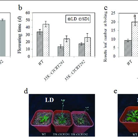 Clcry Overexpression Promotes Flowering In Arabidopsis A The