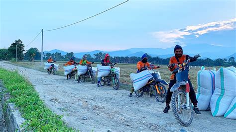 Cara Para Ojek Gabah Menurunkan Gabah Dari Atas Motor Dengan Cepat