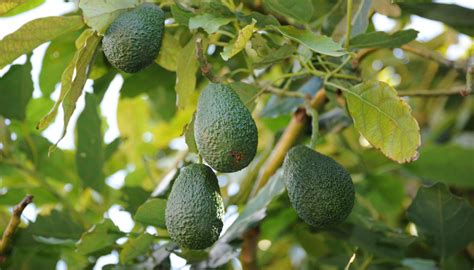 Bacterias Un Aliado En El Control De Enfermedades Del Aguacate