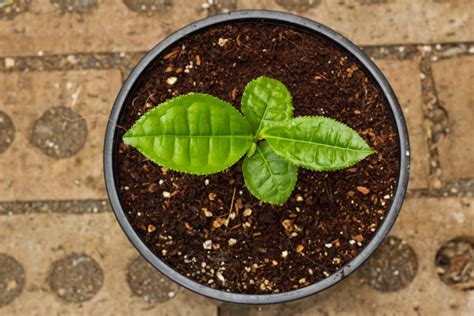 Container Grown Tea: Tips On Growing Tea Plants In Pots | Gardening ...