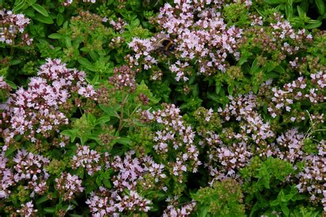 Origanum Vulgare Compactum Wilde Marjolein Oregano Bloemenpark