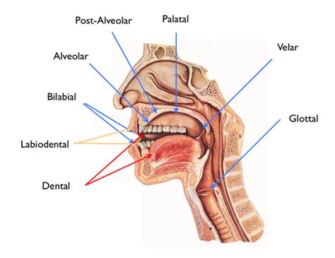 Vowel Chart Language Pronunciation E Course The Mimic Method Artofit