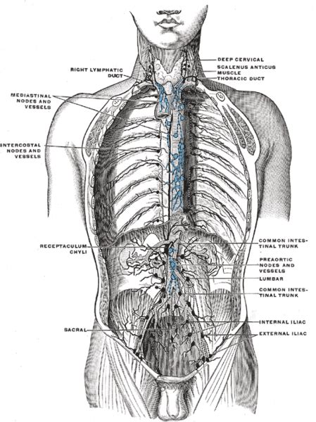 External iliac lymph nodes - wikidoc