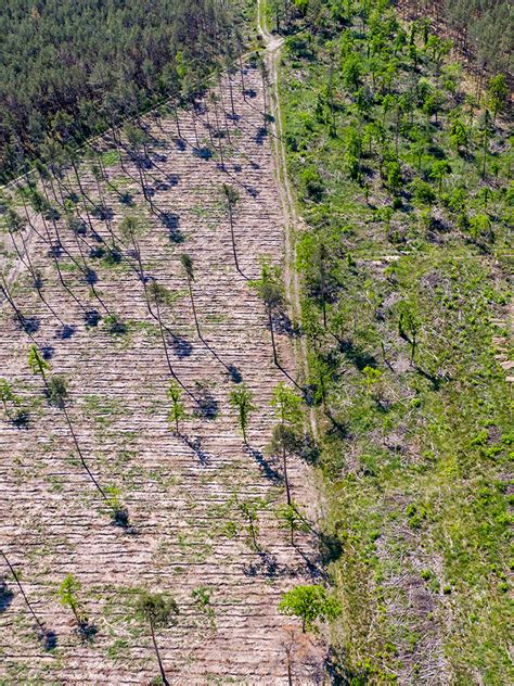 Bericht zum Waldschutz 6 6 Millionen Hektar zerstörte Wälder in 2022