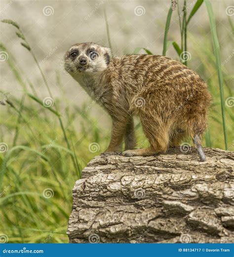 Funny Marmot Royalty-Free Stock Photo | CartoonDealer.com #88134717