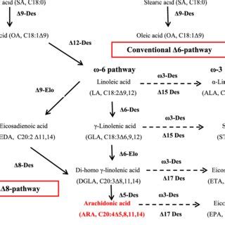 A Comprehensive Insight From Microalgae Production Process To