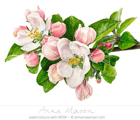 Apple Blossom - Anna Mason Art