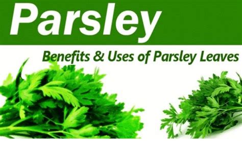 Parsley Leaves: Benefits and Uses of Parsley Leaves - Right Home Remedies