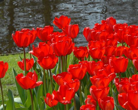 Tulip Red Impression Bulbs — Buy Online At Farmer Gracy Uk