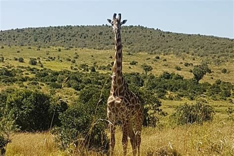 Tour Di Un Giorno Al Parco Nazionale Del Lago Nakuru Al Lago Naivasha