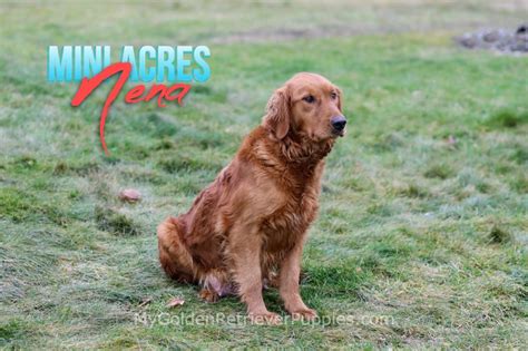 Mini Acres Nena My Golden Retriever Puppies