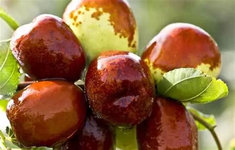 Jujube Fruit Benefits Uses Nutrition Facts Calories And Side Effects