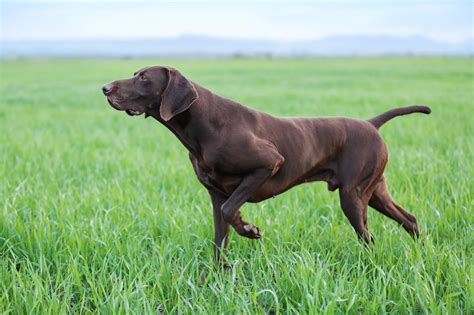 pointer  sale petsforhomes australia