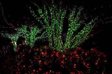 Outdoor Christmas Tree Lights Picture. Image: 3874410