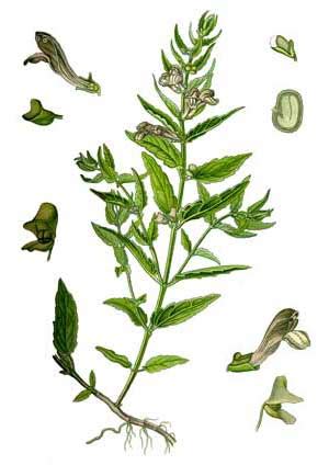 Шлемник обыкновенный — Scutellaria galericulata L.