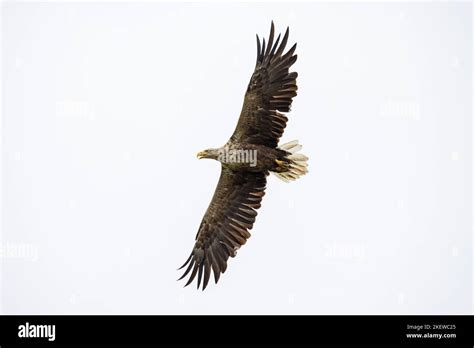 White Tailed Eagle Eurasian Sea Eagle Erne Haliaeetus Albicilla