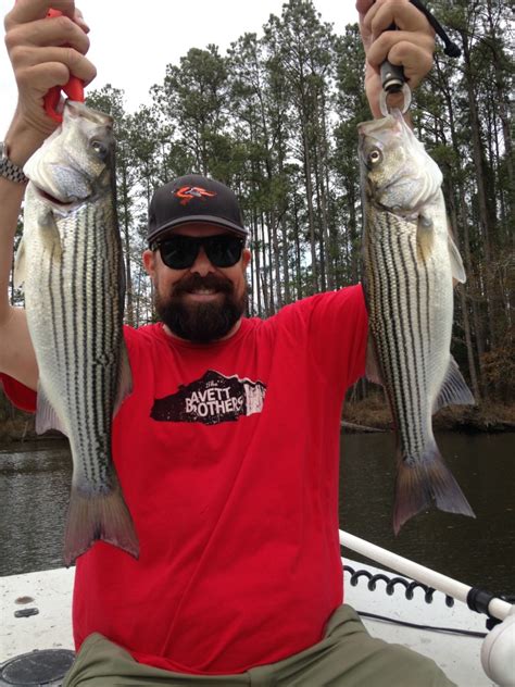 Pamlico River Rockfish Eastern Nc Fishing Guide