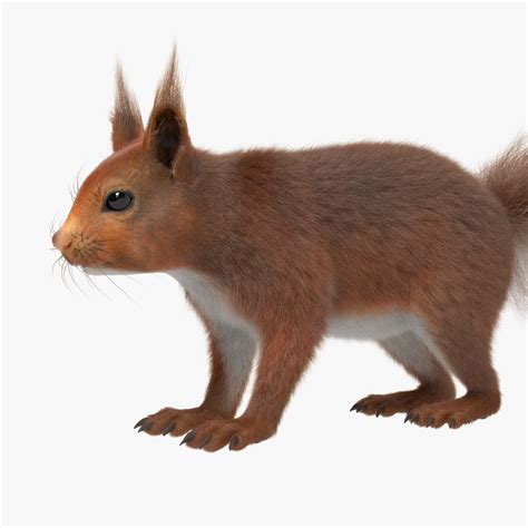 Squirrel Red Fur 3d Model