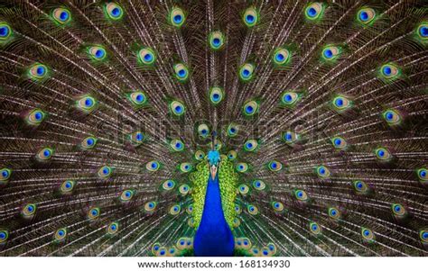 Portrait Beautiful Peacock Feathers Out Stock Photo Edit Now 168134930