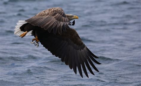 White Tailed Eagle Rausu Shiretoko Peninsula Earth S Wild Wonders