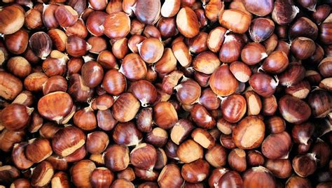 Arrivano Le Prime Castagne Italiane Si Stima Una Produzione Superiore