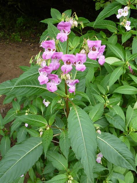 Himalayan Balsam Control and Removal