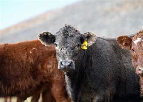 Antibiotics 101 Tips For Choosing The Right Treatment For Beef Cattle