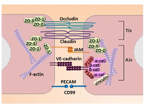 Molecular Mechanisms Engaged In Endothelial Cell Cell Junction The