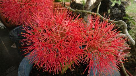 センコウハナビ（線香花火） 花のチカラ★緑のココロ