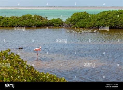 Bonaire flamingo hi-res stock photography and images - Alamy