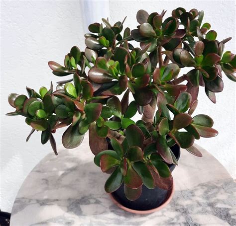 Geldbaum Crassula Ovata 45 Cm Hoch Kaufen Auf Ricardo