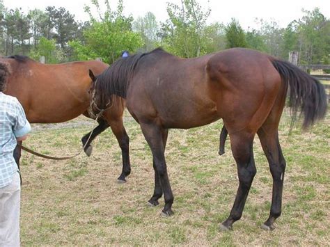 Lksdesign G2790 Horse Breeding