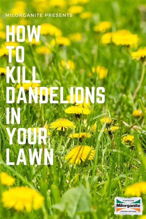 How To Kill Dandelions In Your Lawn How To Kill Dandelions Lawn Get