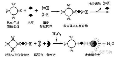 化学发光免疫分析简介 知乎