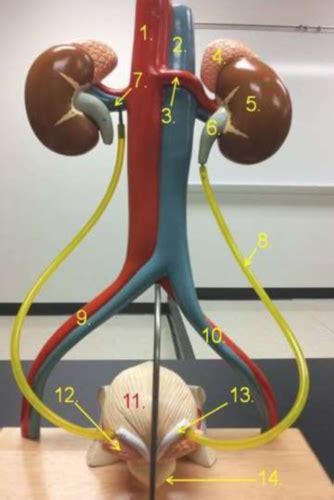 Ch Urinary System Lab Photos Flashcards Quizlet