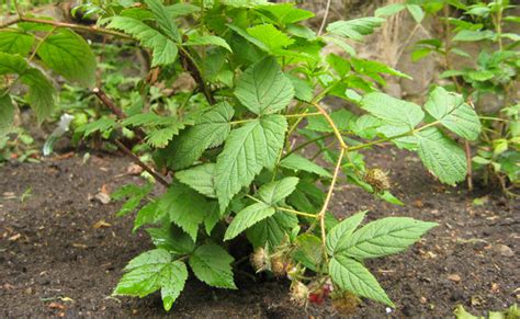 Planter Des Framboisiers Quand Et Comment Faire Sa Plantation