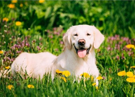 Dog Allergies Signs and Treatment: How to Tell if Your Dog Has ...