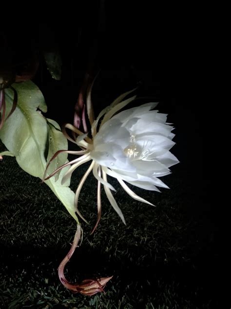 Queen Of The Night Flower Tan Hua World Most Expensive Flower