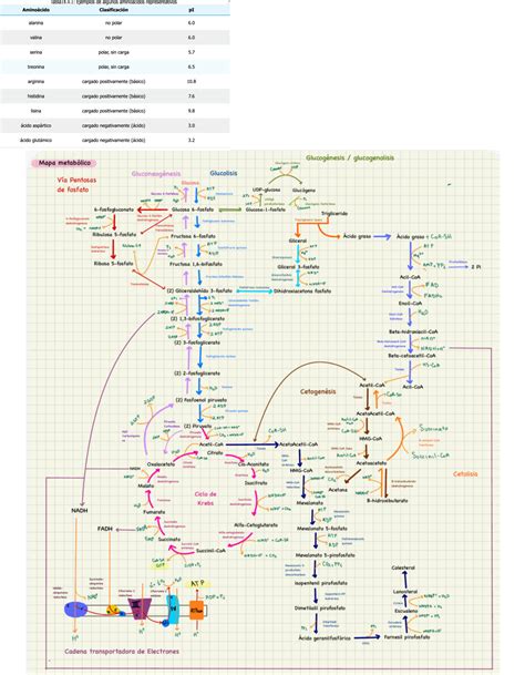 Solution Bioquimica Rutas Metabolicas Unitec Primer Semestre Studypool