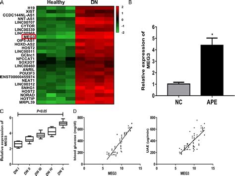 Figure 1 From Long Non Coding RNA MEG3 Impacts Diabetic Nephropathy