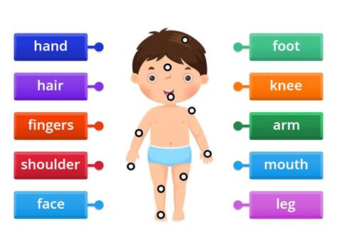 Parts Of The Body 1st Grade Labelled Diagram