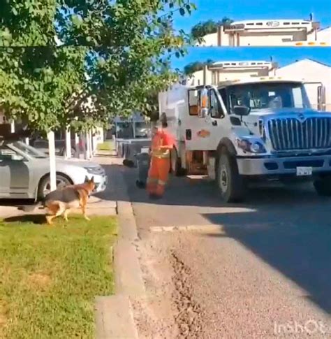 Un Chien Attend Patiemment Le Chauffeur Du Camion Poubelle Chaque